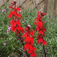 Lobelia fulgens 'Queen Victoria' (Elmfeuer)