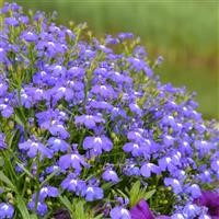 Lobelia Lobelix 'Blue' (P)