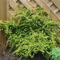 Lonicera nitida 'Baggeson's Gold'