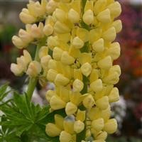 Lupin Russell 'Chandelier' (Kronleuchter)