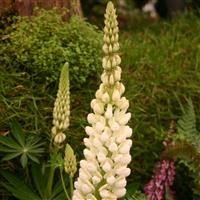 Lupin Russell 'Noble Maiden' (Fraulein)