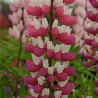Lupin Russell 'The Chatelaine' (Schlobfrau)