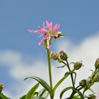 Lychnis flos-cuculi 'Nana'