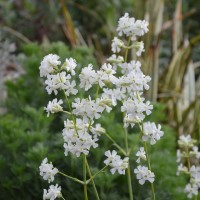 Lychnis 'Snow Cloud' (P)