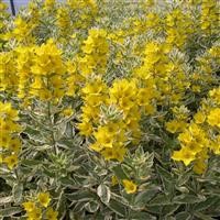 Lysimachia punctata 'Alexander'