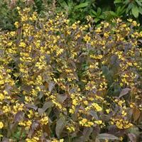 Lysimachia ciliata 'Fire Cracker'