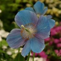 Meconopsis baileyi 'China Blue'