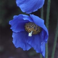 Meconopsis 'Lingholm'