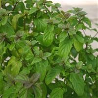 Mint 'Basil'