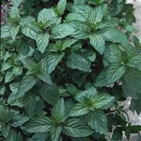 Mint 'Black Pepper'