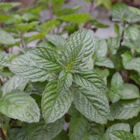 Mint 'Blackcurrant'