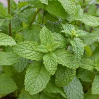 Mint 'Cubanito'