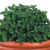 Mint 'Grapefruit'