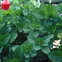 Mint 'Moroccan'