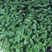 Mentha spicata 'Spearmint' (Mint)