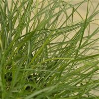 Miscanthus sinensis 'Adagio'