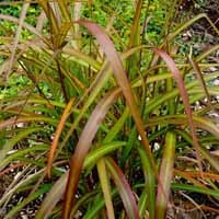 Miscanthus sinensis 'Navajo' (P)