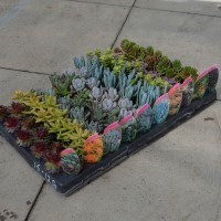 Savvy Succulents