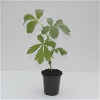 Melianthus major