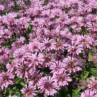 Bergamot 'Croftway Pink'