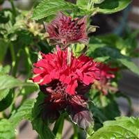 Monarda didyma 'Fireball' (P)