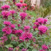 Bergamot 'Loddon Crown'