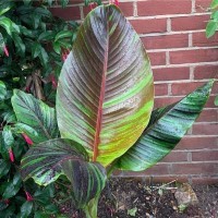 Musa sikkimensis 'Bengal Tiger'