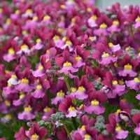 Nemesia Fairy Kisses 'Boysenberry' (P)