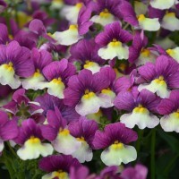 Nemesia Fairy Kisses 'Vanilla Berry' (P)