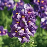 Nemesia Karoo 'Dark Blue' (P)