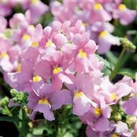 Nemesia Karoo 'Pink' (VR) Imp.