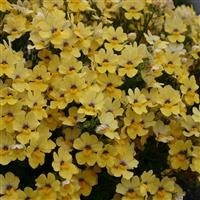 Nemesia Sunsatia Plus 'Little Banana' (P)