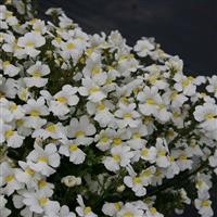 Nemesia Sunsatia Plus 'Little Coco' (VR)