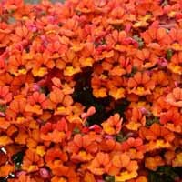 Nemesia Sunsatia Plus 'Little Orange' (P)