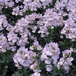 Nemesia 'Wisley Vanilla' (VR)