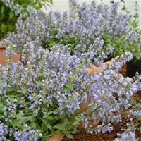 Nepeta faassenii 'Purrsian Blue' (P)