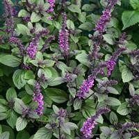 Basil 'African Blue'