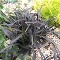 Ophiopogon planiscapus 'Nigrescens'