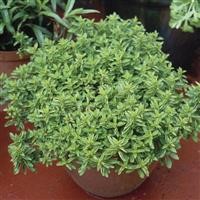 Marjoram 'Compact'