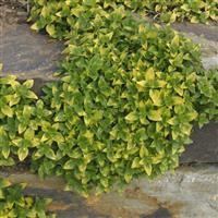 Marjoram 'Gold Tipped'