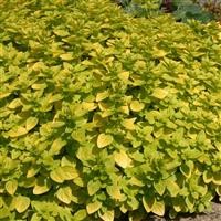 Marjoram 'Golden'