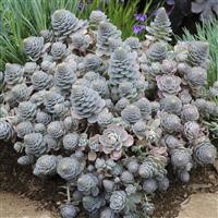 Orostachys 'Chinese Hat'