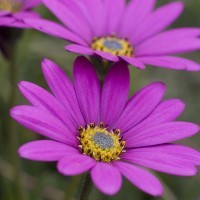 Osteospermum 'In The Pink' (VR)