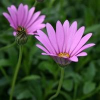 Osteospermum jucundum compactum