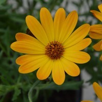 Osteospermum SummerSmile 'Orange' (P)