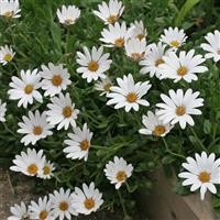 Osteospermum 'Snow Pixie' (VR)