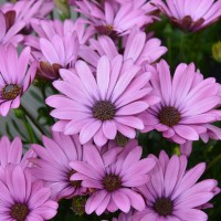 Osteospermum SummerSmile 'Soft Violet' (P)