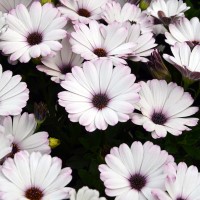 Osteospermum SummerSmile 'White' (P)