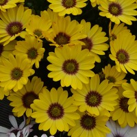 Osteospermum SummerSmile 'Yellow Punch' (P)