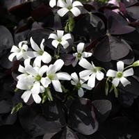 Oxalis Xalis 'Black Velvet' (VR)